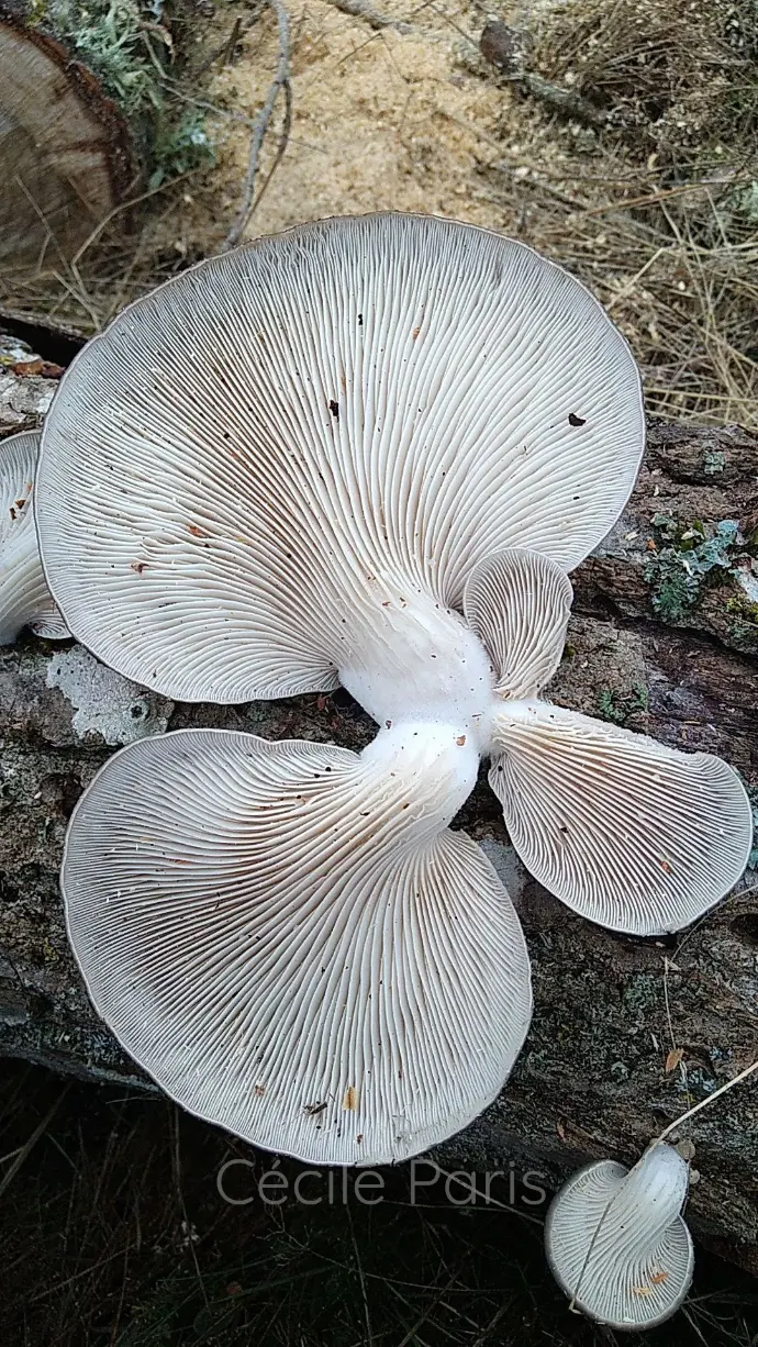 Champignons