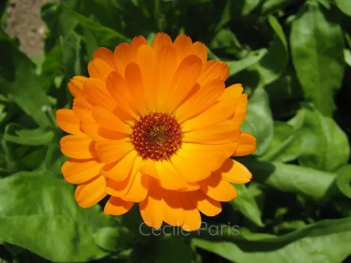 Fleur de soucis