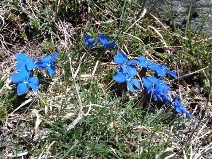 fleur bleue