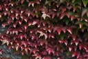 Vigne  vierge - Gemmotype - 2