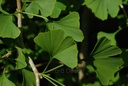 Ginkgo - Gemmotype - 2