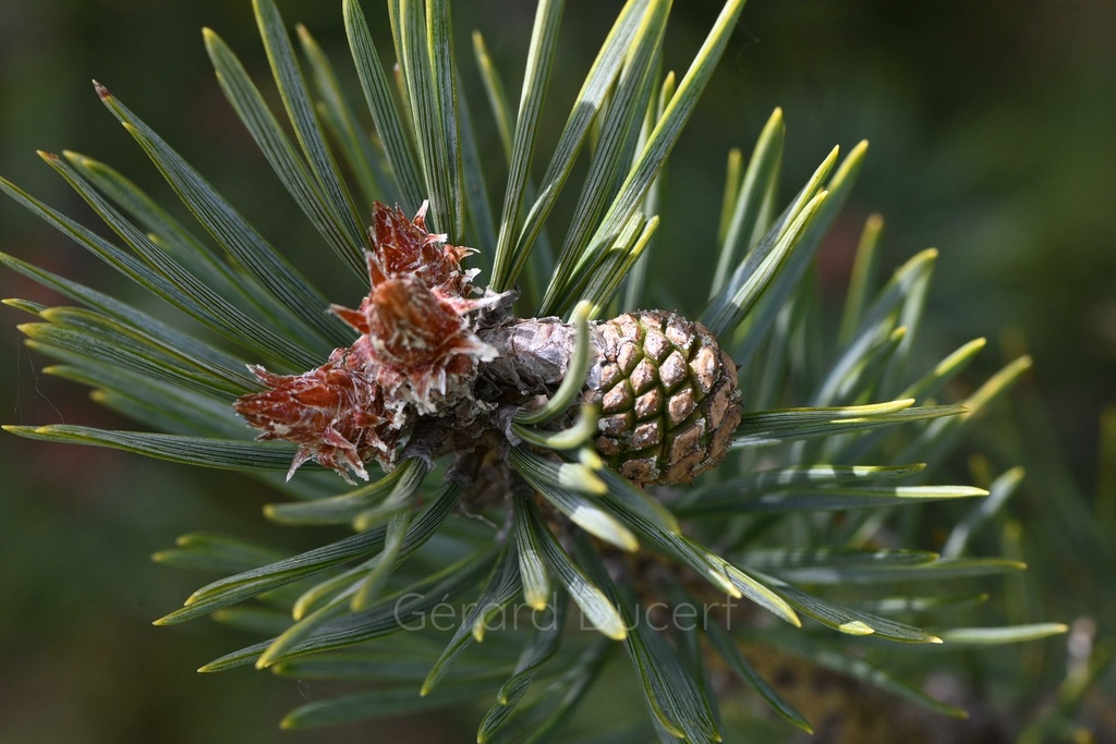 Pin sylvestre - Gemmotype - 2