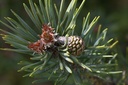 Pin sylvestre - Gemmotype - 2