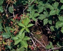 Ronce - Gemmotype - 2