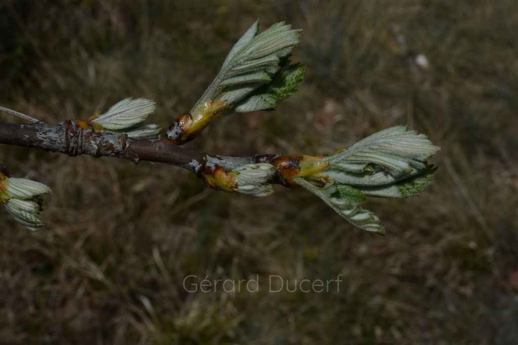 Sorbier - Gemmotype - 2