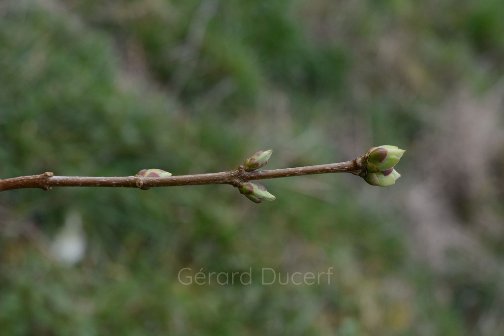 Lilas - Gemmotype - 2