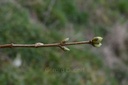 Lilas - Gemmotype - 2