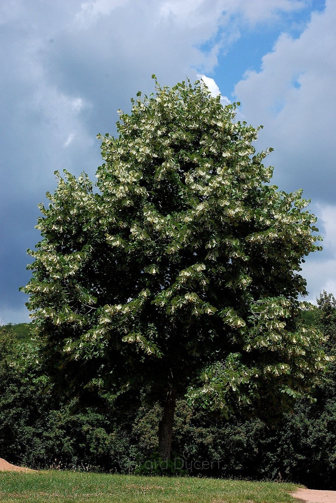 Tilleul argenté - Gemmotype - 2