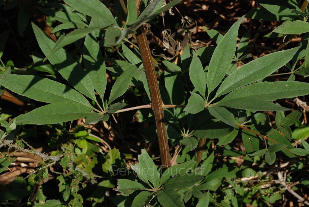 Gattilier - Gemmotype - 2
