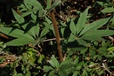 Gattilier - Gemmotype - 2