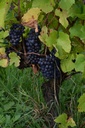 Vigne  - Gemmotype - 2