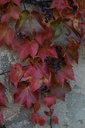 Vigne  vierge - Gemmotype - 3