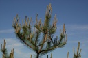 Pin sylvestre - Gemmotype - 3