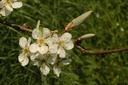 Poirier - Gemmotype - 3