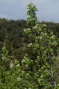Sorbier - Gemmotype - 3