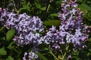 Lilas - Gemmotype - 3