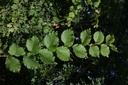 Orme - Gemmotype - 3