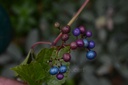 Vigne  vierge - Gemmotype - 4