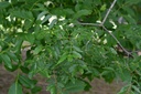 Frêne - Gemmotype - 4