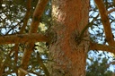Pin sylvestre - Gemmotype - 4
