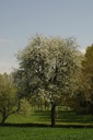 Poirier - Gemmotype - 4
