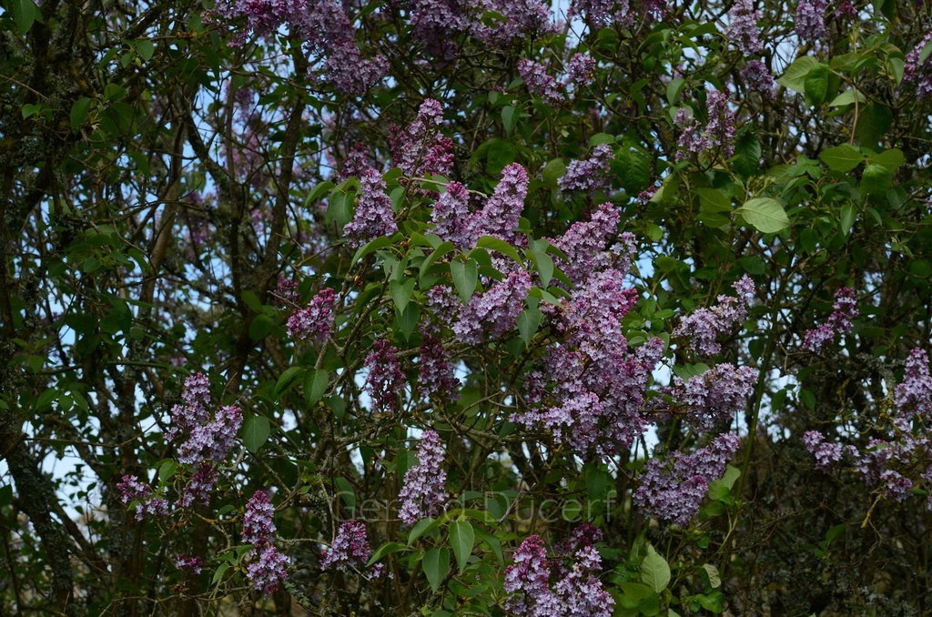 Lilas - Gemmotype - 4