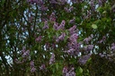 Lilas - Gemmotype - 4