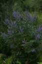 Gattilier - Gemmotype - 4