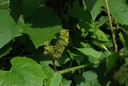 Vigne  - Gemmotype - 4