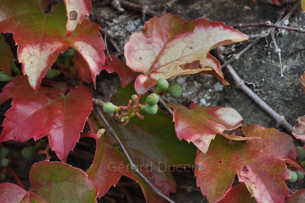 Vigne  vierge - Gemmotype - 5