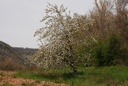 Pommier - Gemmotype - 5