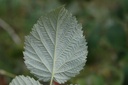 Framboisier - Gemmotype - 5