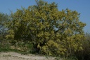 Orme - Gemmotype - 5