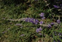 Gattilier - Gemmotype - 5