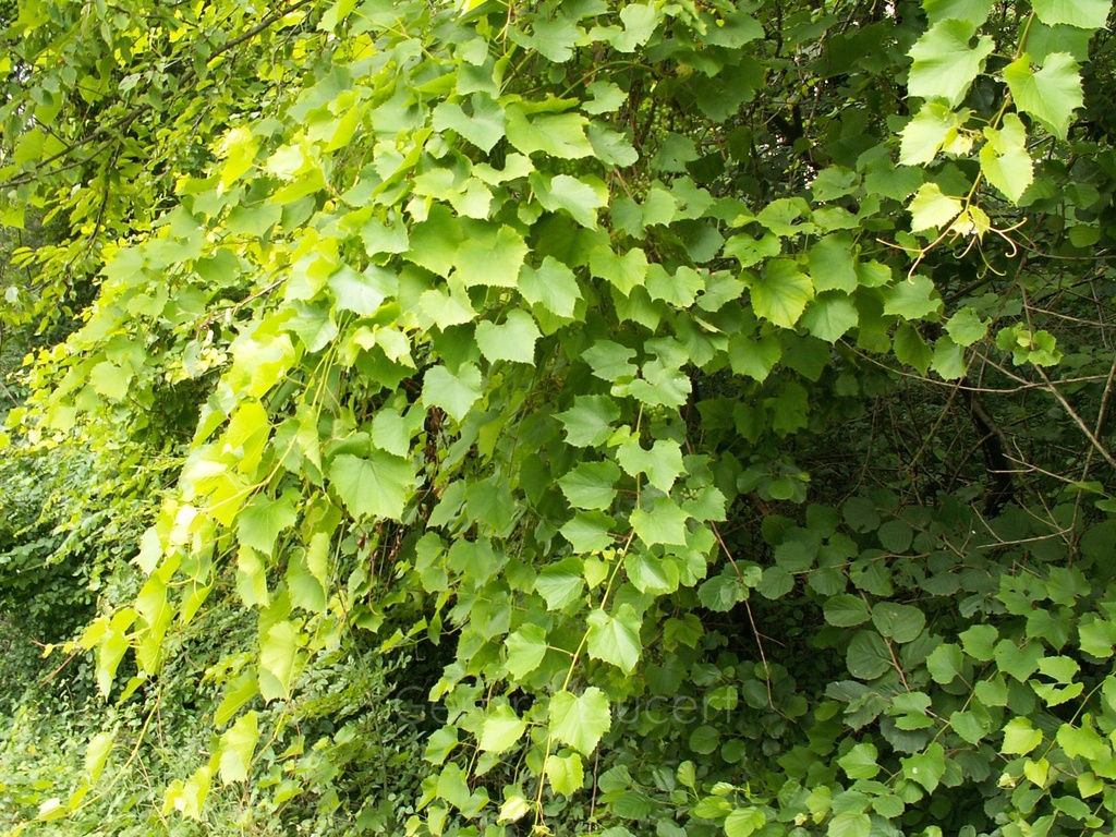 Vigne  - Gemmotype - 5