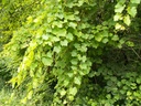 Vigne  - Gemmotype - 5