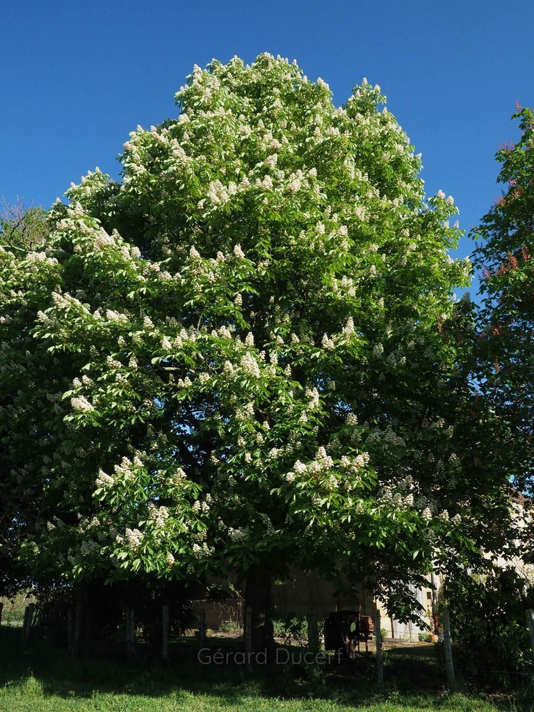 Marronnier d’Inde - Phytotype - 2