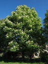 Marronnier d’Inde - Phytotype - 2