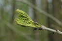 Frêne  - Phytotype - 2