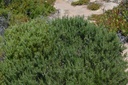 Romarin  - Phytotype - 2