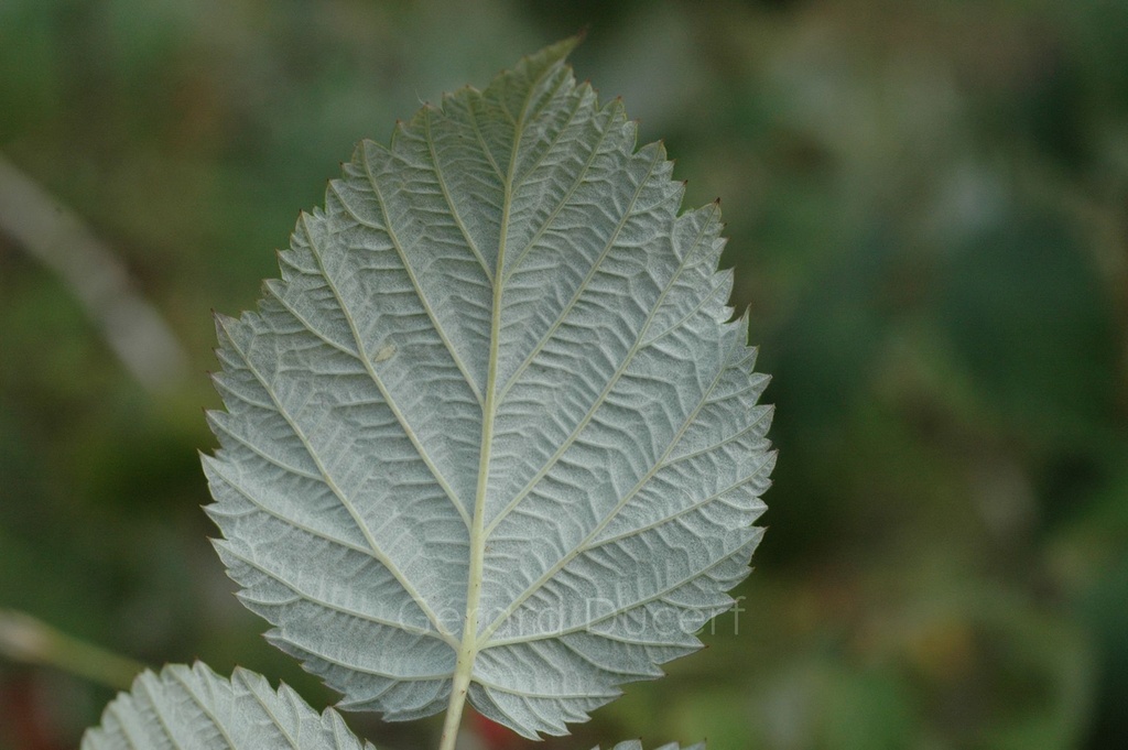 Framboisier  - Phytotype - 2