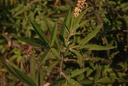 Gattilier  - Phytotype - 2
