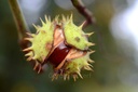 Marronnier d’Inde - Phytotype - 3