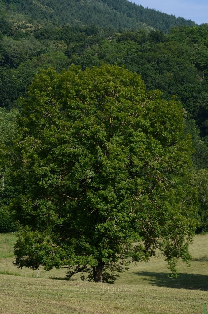 Frêne  - Phytotype - 3