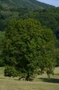 Frêne  - Phytotype - 3