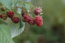 Framboisier  - Phytotype - 3