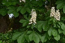 Marronnier d’Inde - Phytotype - 4
