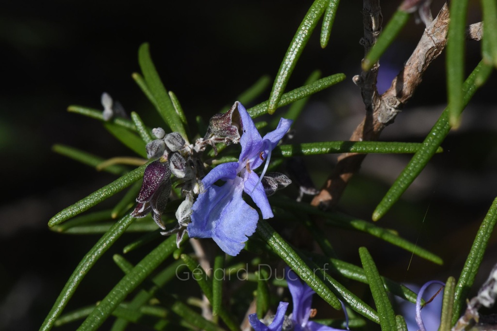 Romarin  - Phytotype - 4