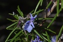 Romarin  - Phytotype - 4