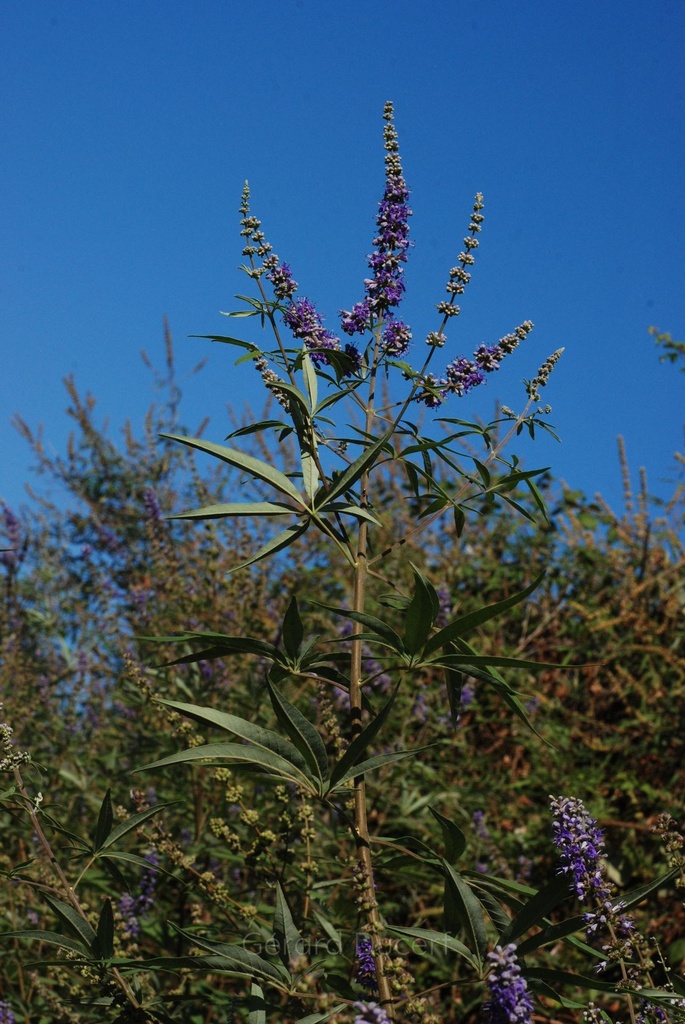 Gattilier  - Phytotype - 4